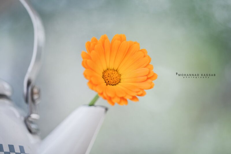 Orange Flower in Teapot