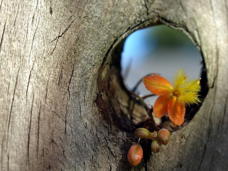 Orange Flower in Tree Hole
