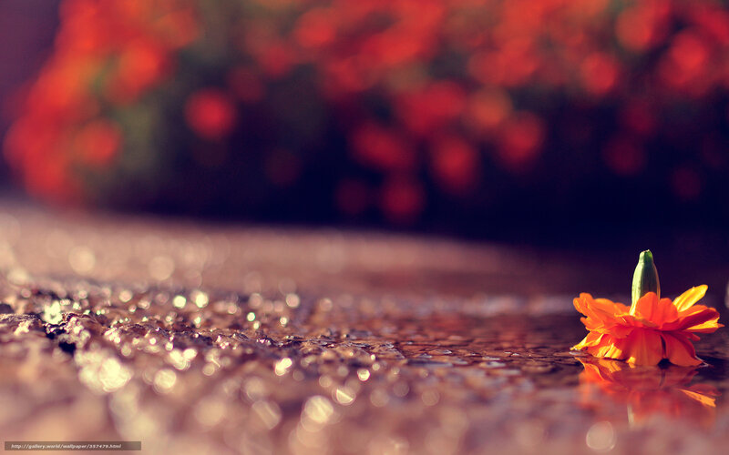 Orange Flower in Water — Serene, Sunset, Photograph
