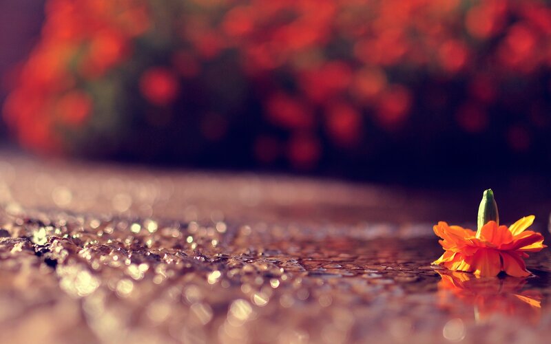 Orange Flower in Water — Serene, Sunset