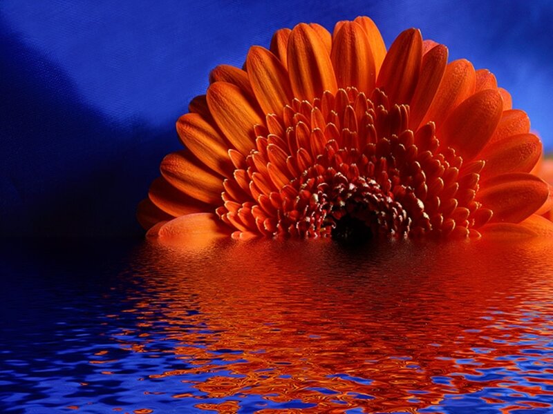 Orange flower in water
