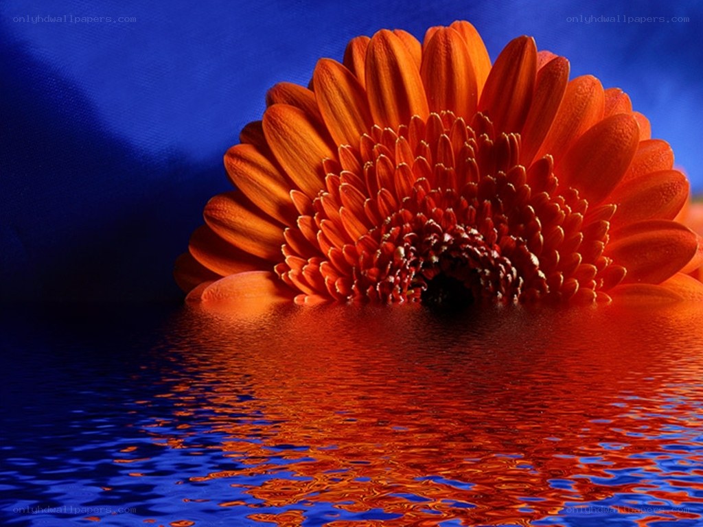 Orange flower in water