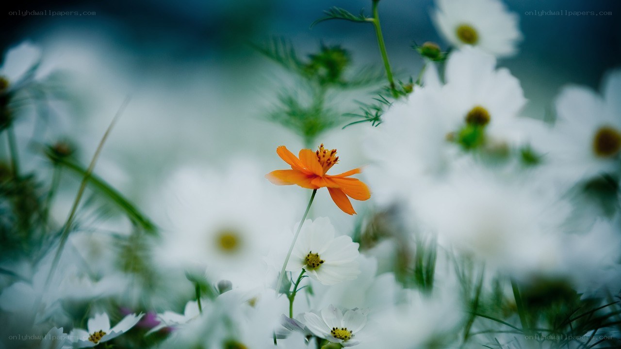 Orange flower in white field