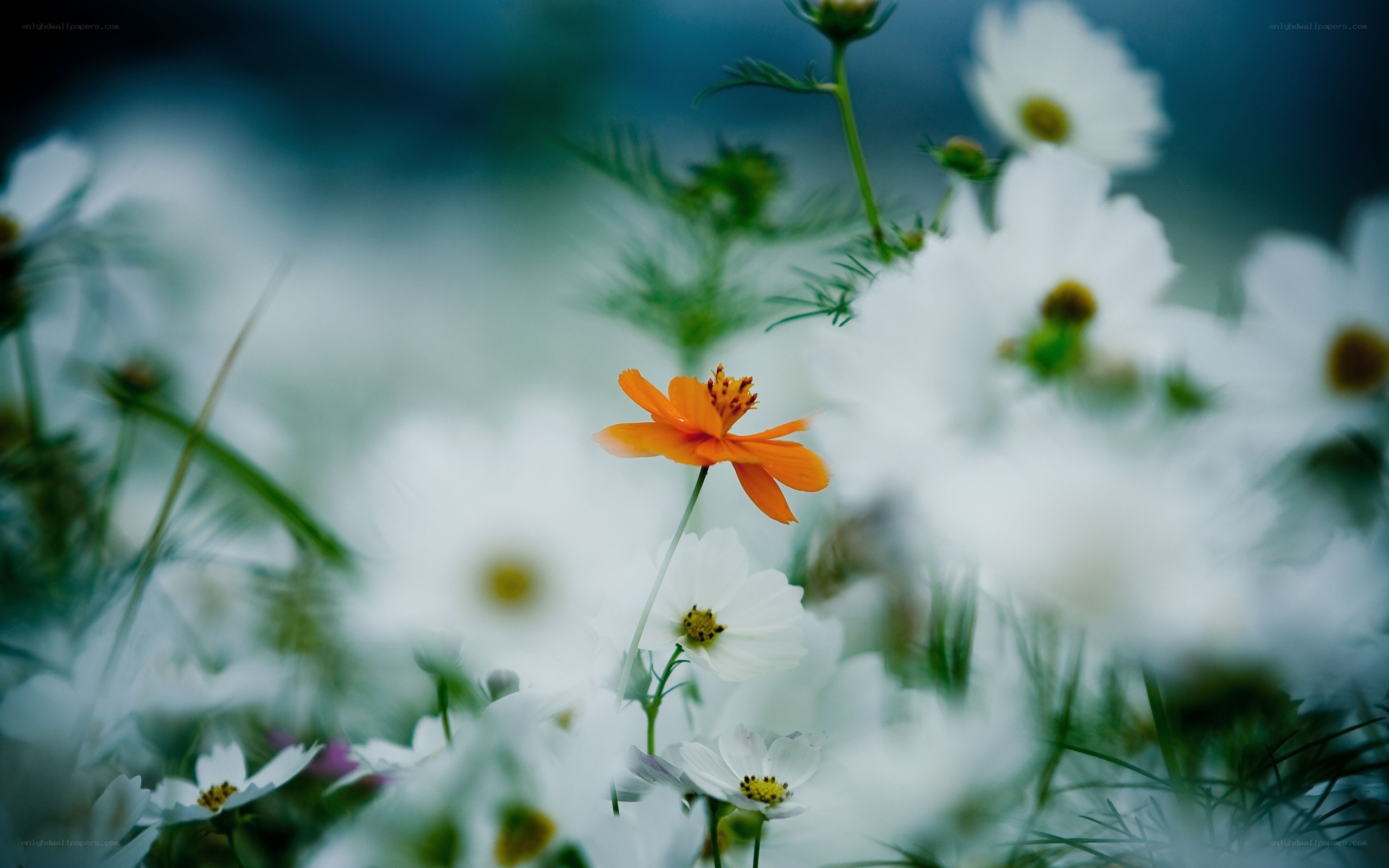Orange flower in white field