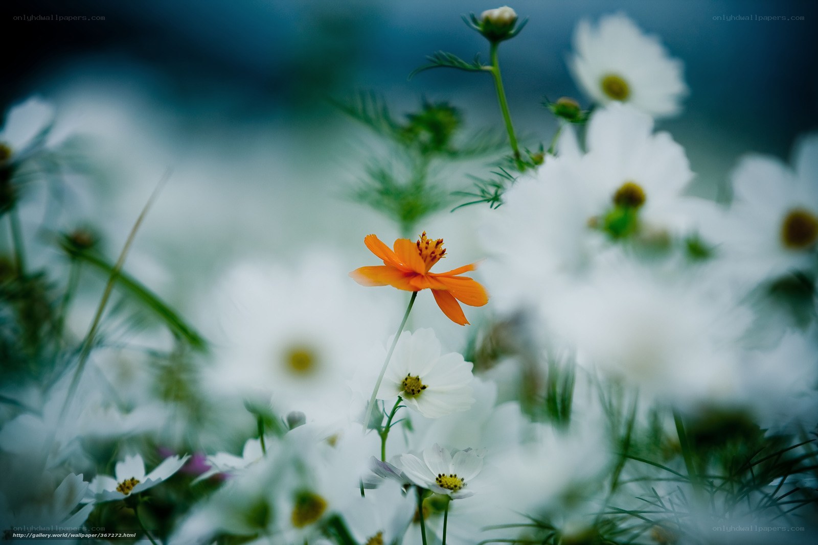 Orange flower in white field