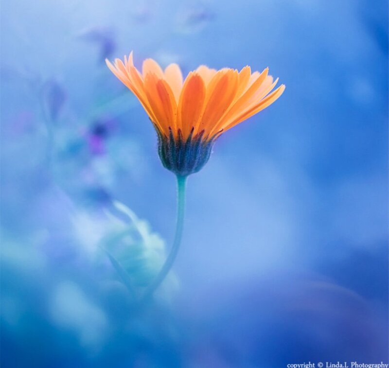 Orange Flower on Blue — Serene