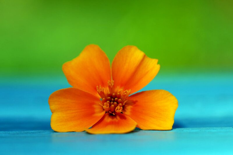 Orange Flower on Blue