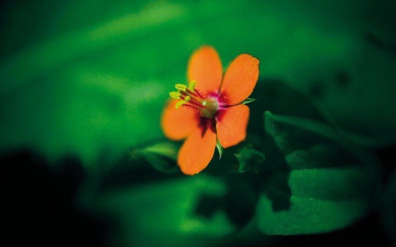 Orange Flower on Green Leaves — Natural
