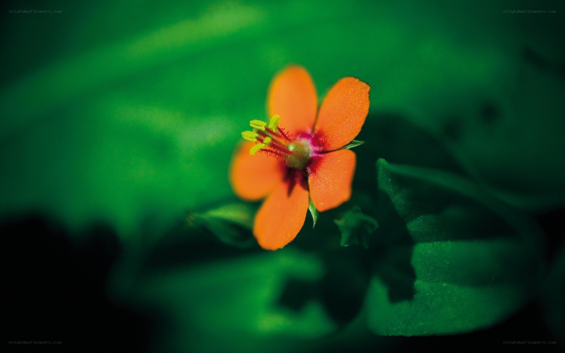 orange flower on green leaves