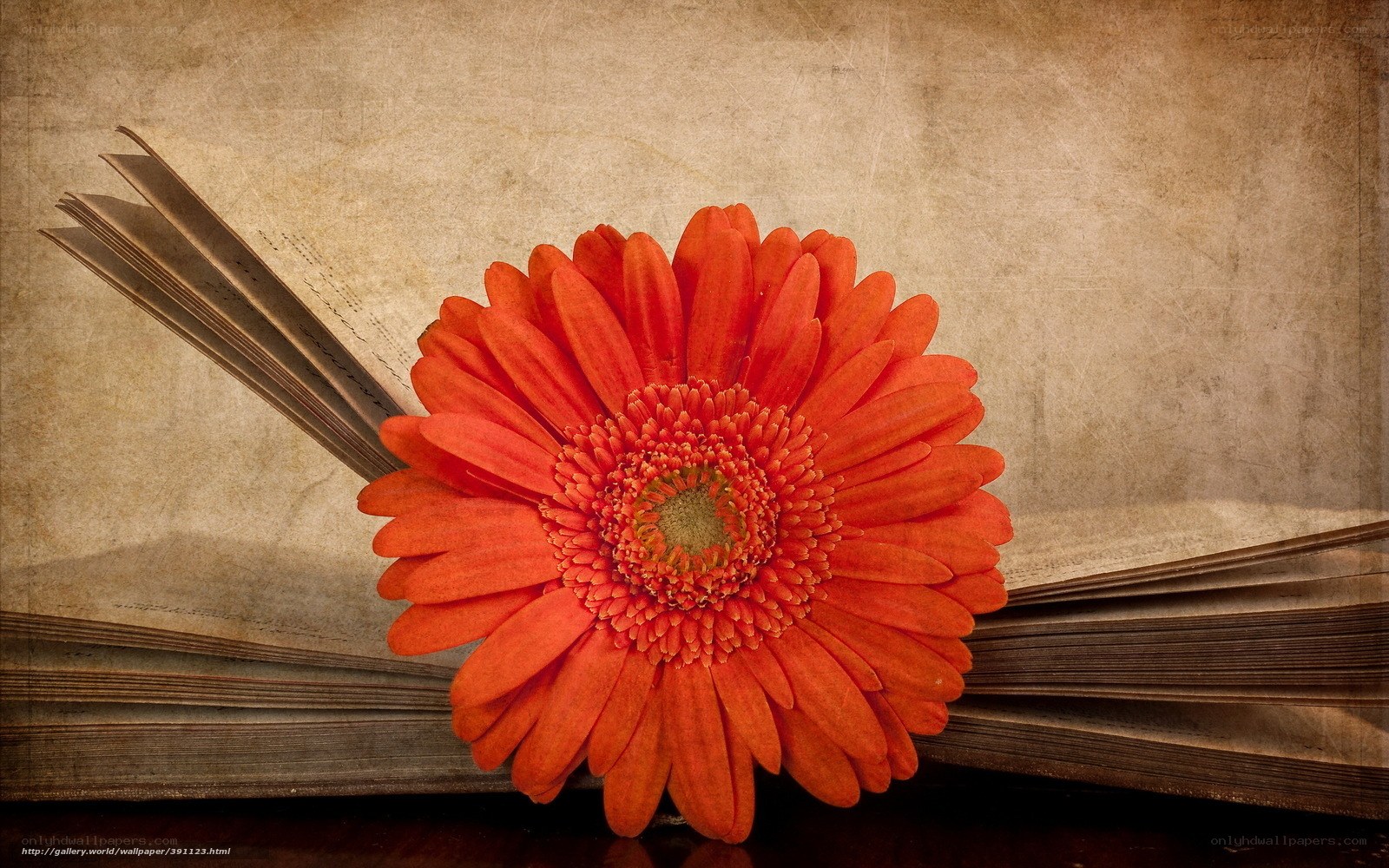Orange flower on open book