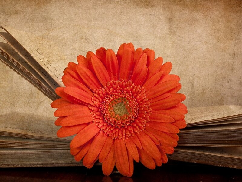Orange flower on open book