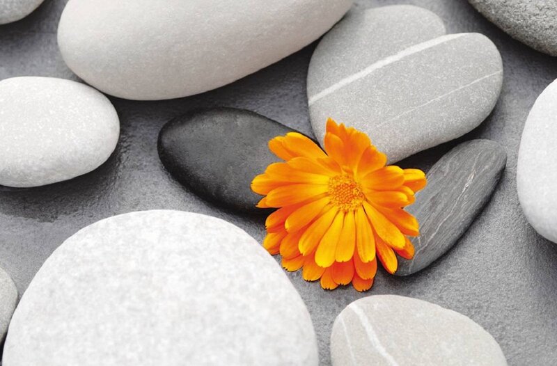 Orange Flower on Stones
