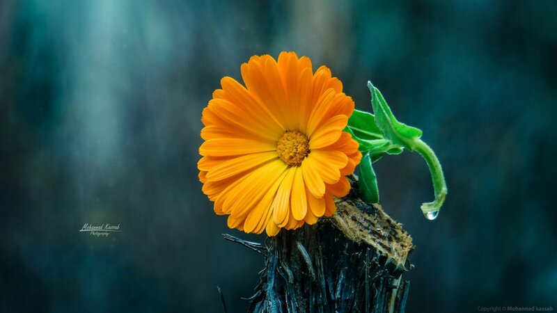 Orange Flower on Stump