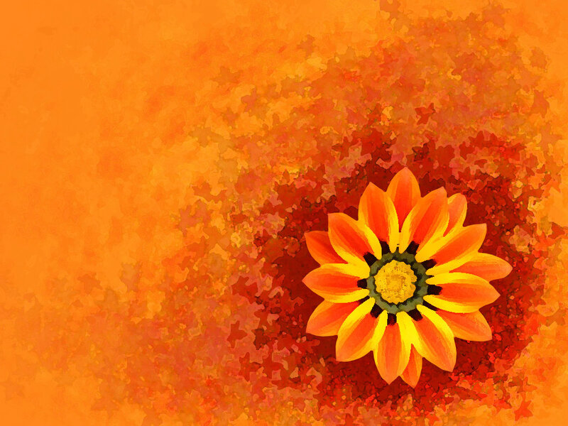 Orange Flower on Textured Background