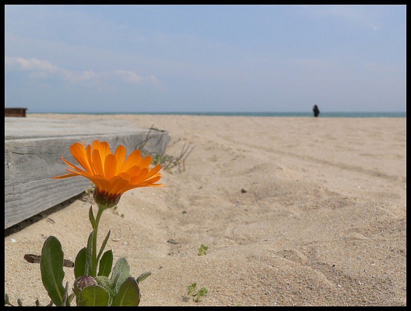 Orange flower on the beach