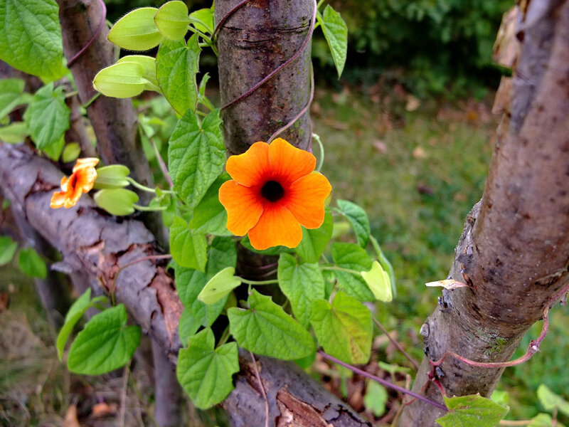 Orange Flower on Vine — Natural