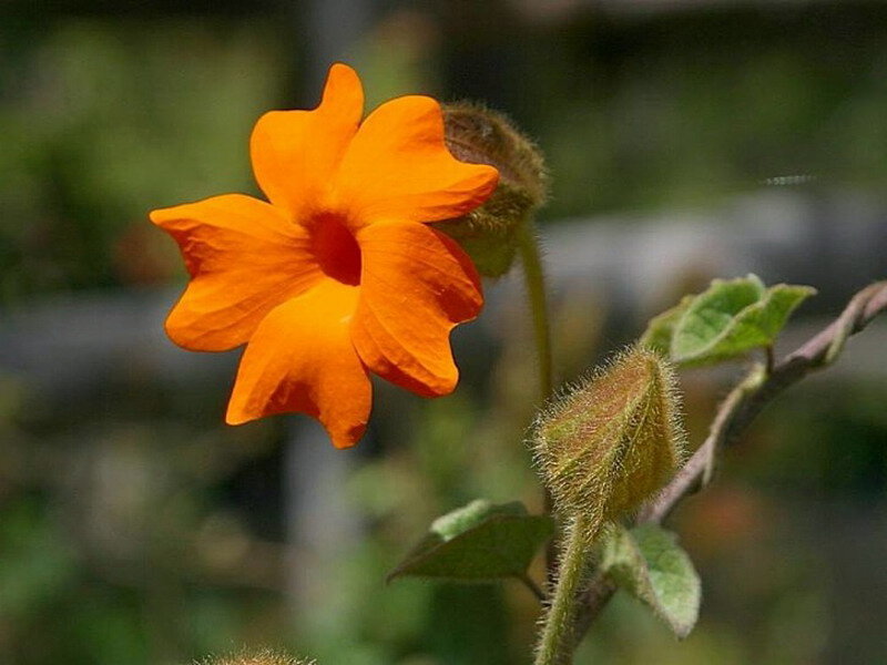 Orange Flower on Vine
