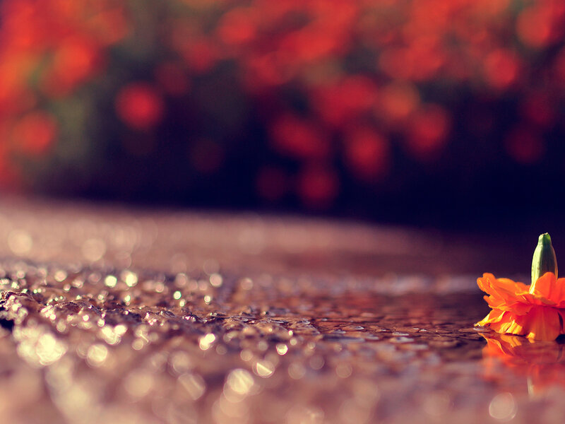 Orange Flower on Wet Surface