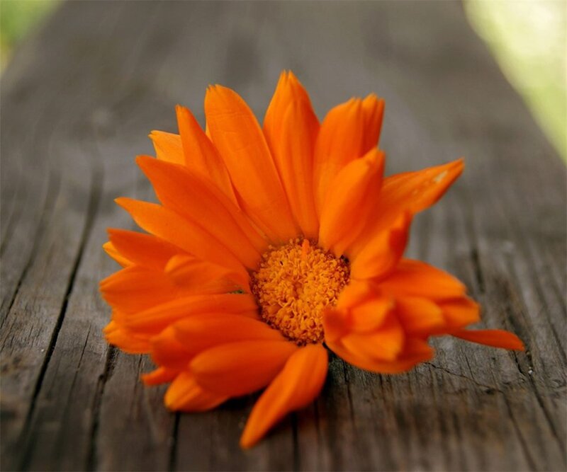 Orange Flower on Wood — Calm, Photograph