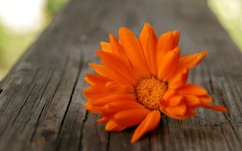 Orange Flower on Wood — Calm