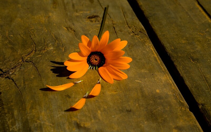 Orange Flower on Wood — Dramatic, Afternoon, Photograph
