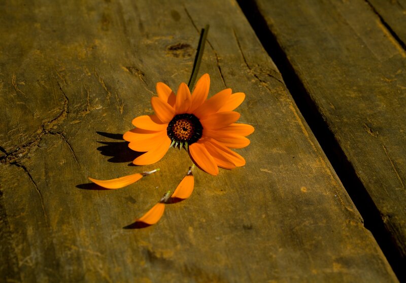 Orange Flower on Wood — Dramatic, Afternoon