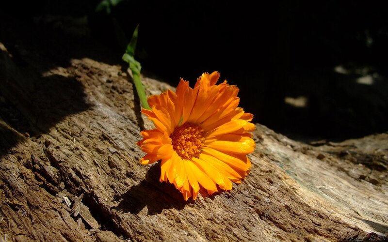 Orange Flower on Wood — Dramatic