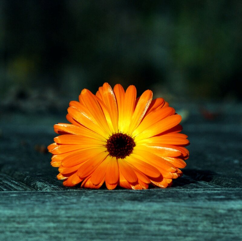 Orange Flower on Wood — Serene