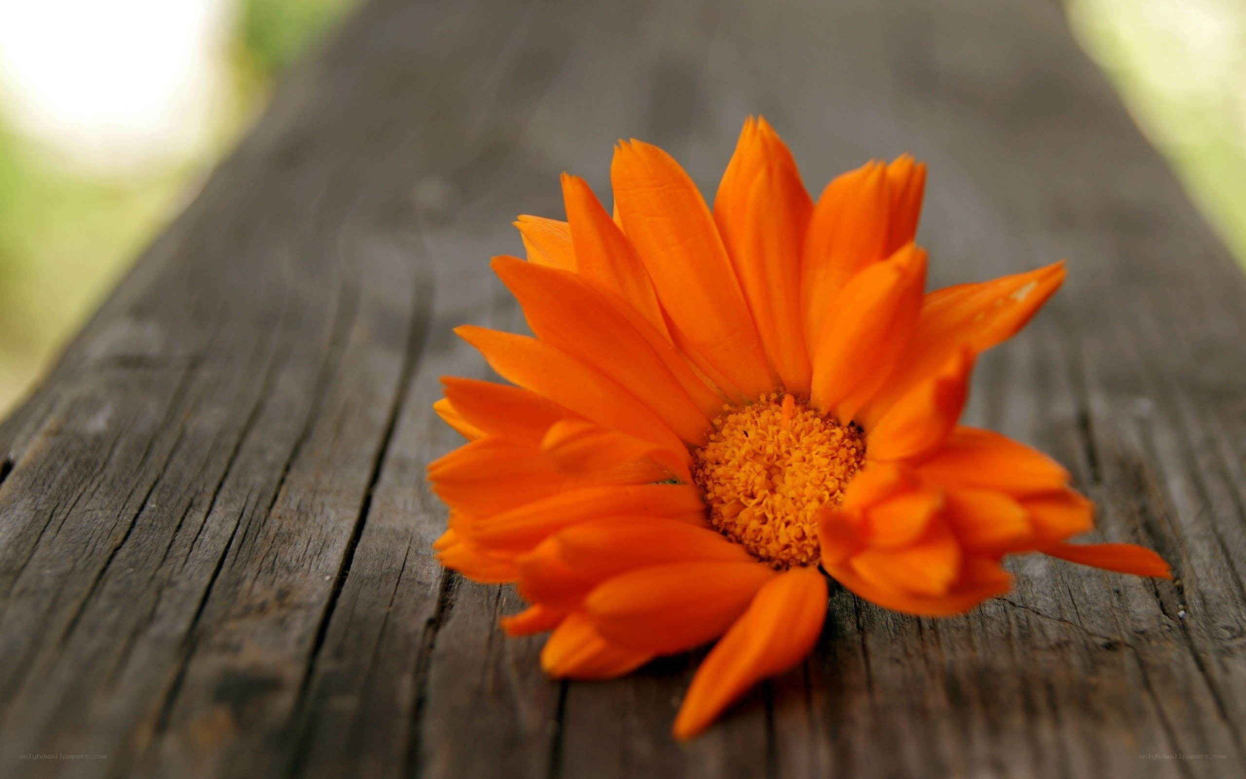 orange flower on wood