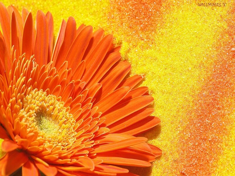 Orange flower on yellow sand