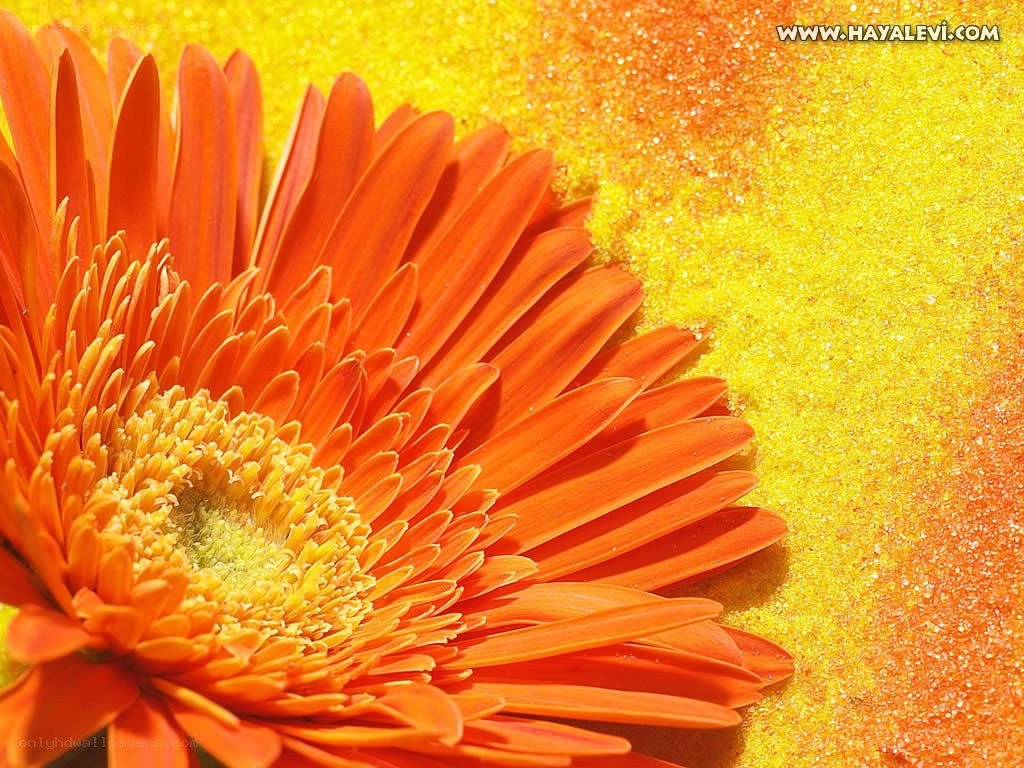 Orange flower on yellow sand