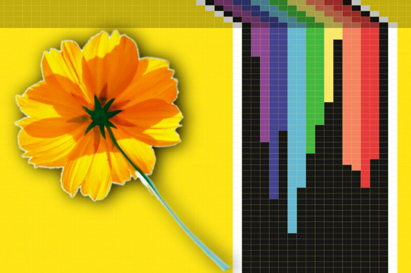 Orange Flower on Yellow