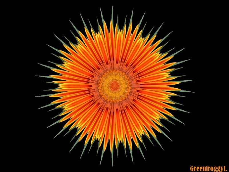 Orange Flower Pattern