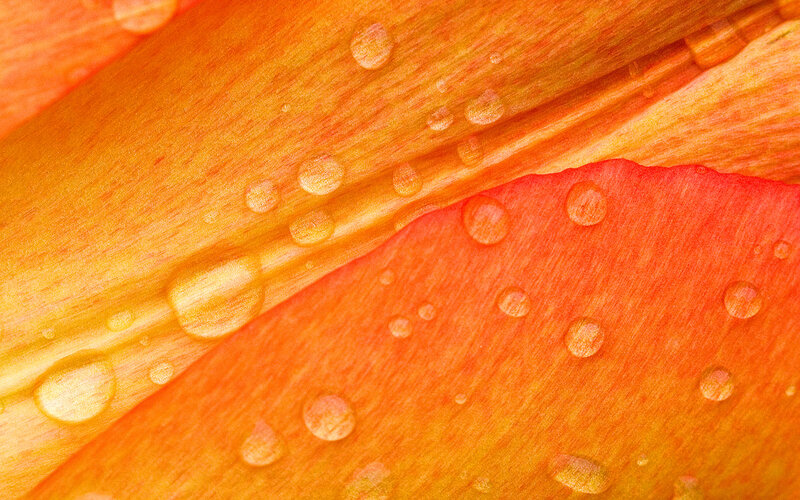 Orange Flower Petal — Calm, Photograph