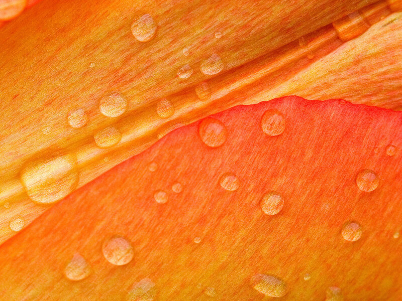 Orange Flower Petal — Calm, Photograph, Water Droplets, Petal Texture, Red