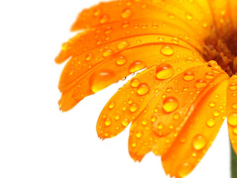 Orange Flower Petal — Calm
