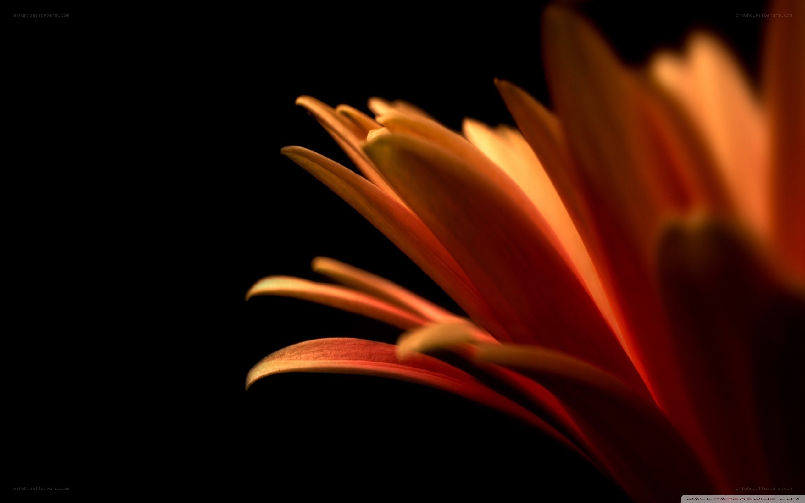 orange flower petal close-up