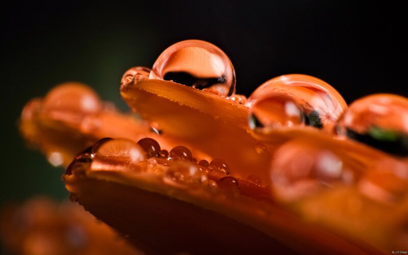 Orange Flower Petal — Dramatic, Photograph