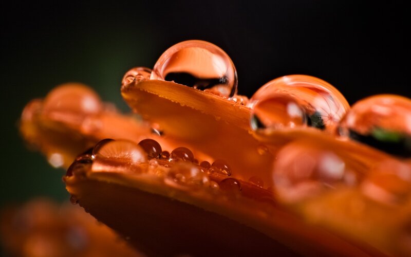 Orange Flower Petal — Dramatic, Photograph, Water Droplets