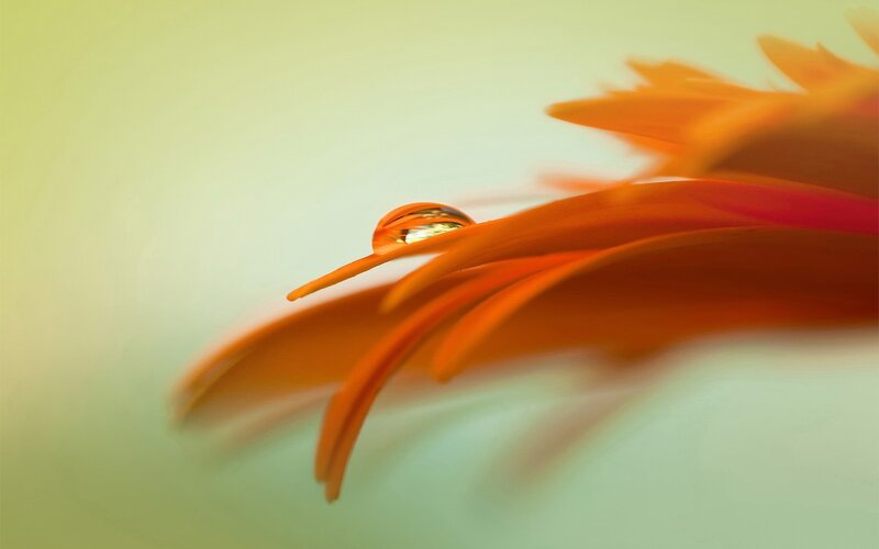 Orange Flower Petal — Serene, Photograph, Drop