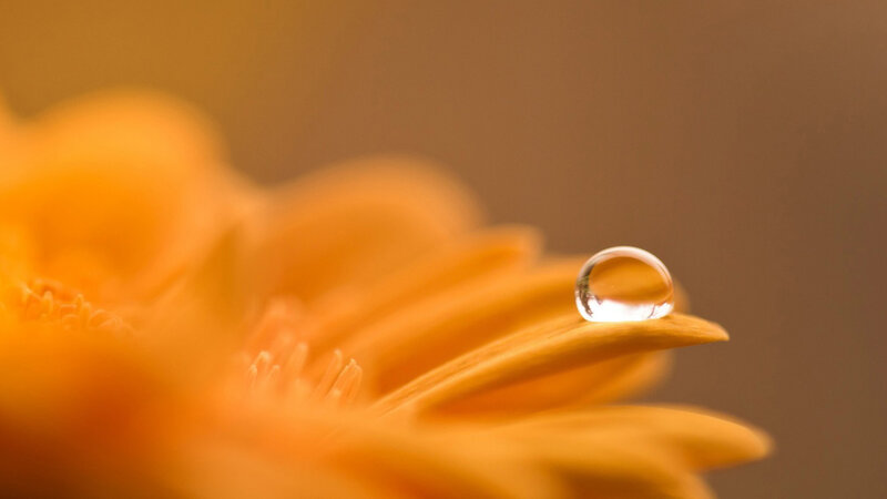 Orange Flower Petal — Serene, Photograph