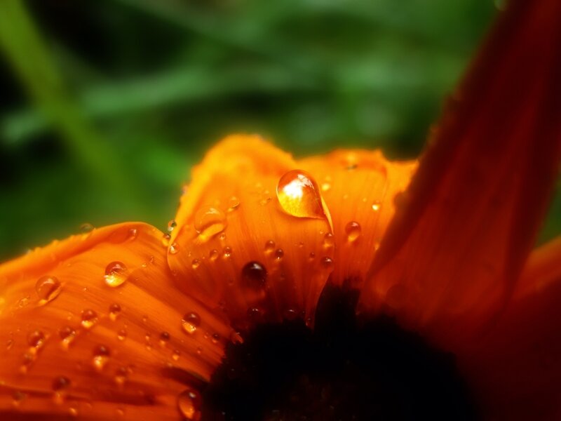 Orange Flower Petal — Serene, Photograph, Water Droplet