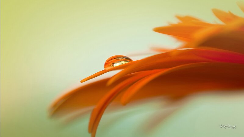 Orange Flower Petal — Serene
