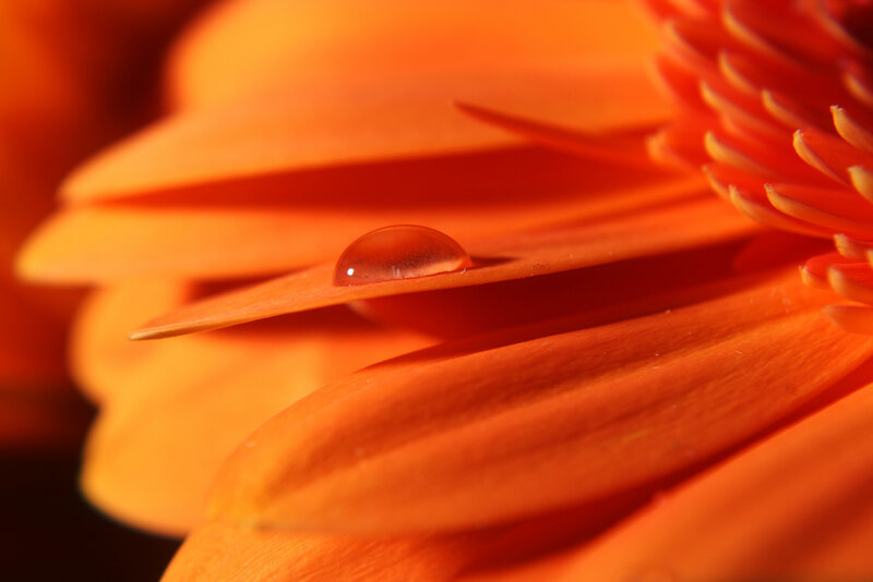 Orange Flower Petal