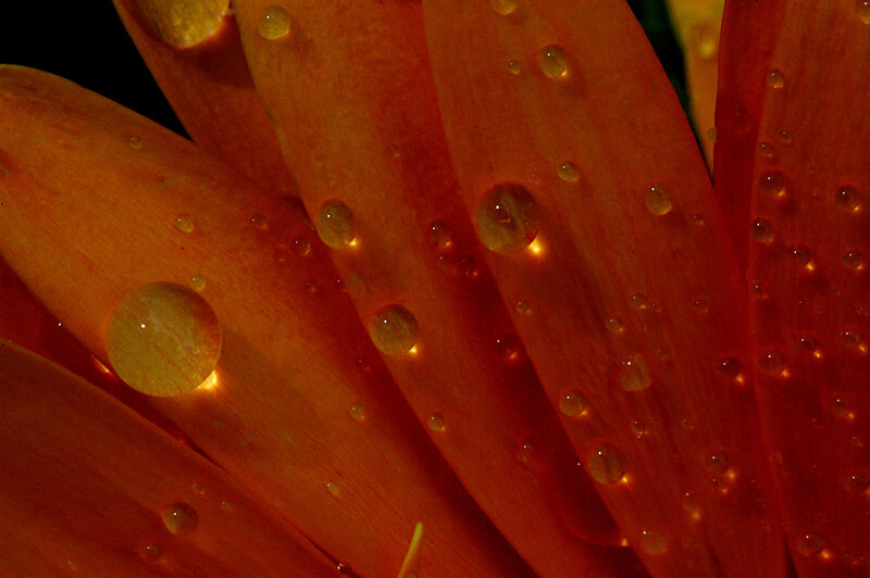 Orange Flower Petals — Dramatic, Photograph, Water Droplets