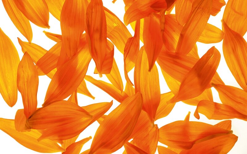 orange flower petals