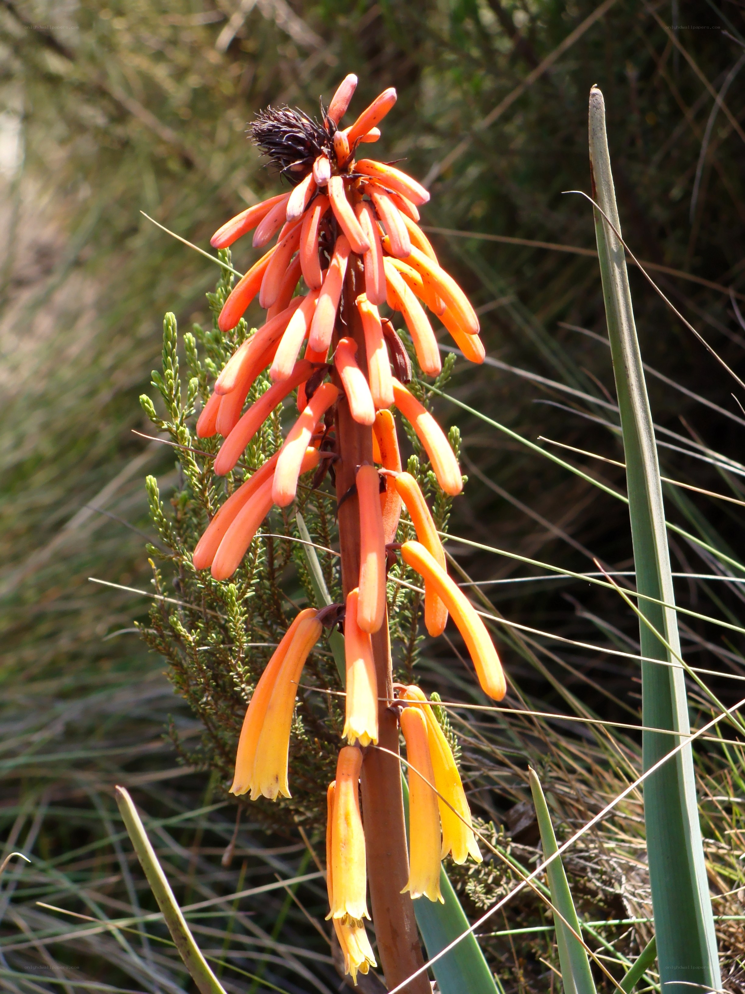 orange flower spike in nature
