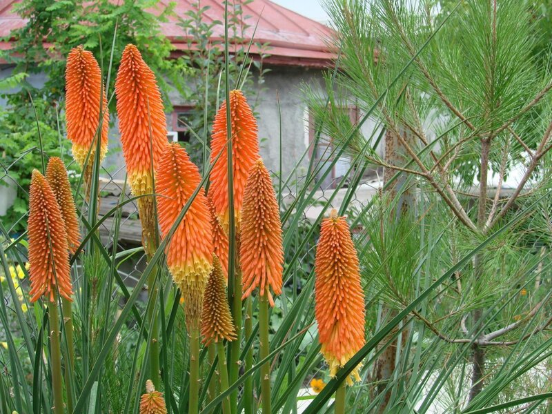 orange flower spikes in garden