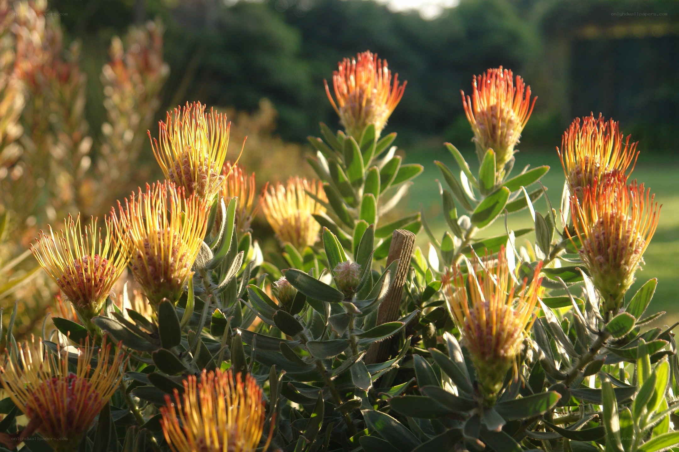 Orange flower spikes in sunlight