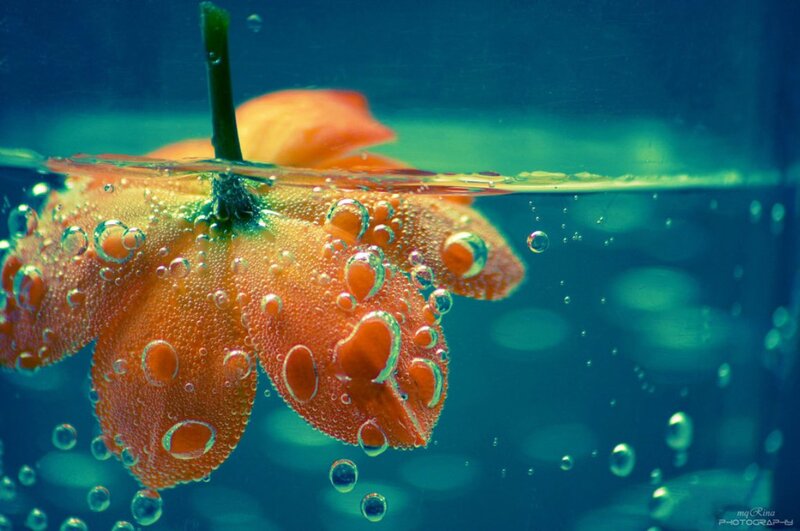 Orange Flower Underwater